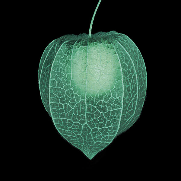 Macro of ripe physalis